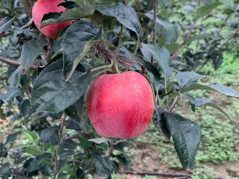 鲁丽苹果品种介绍